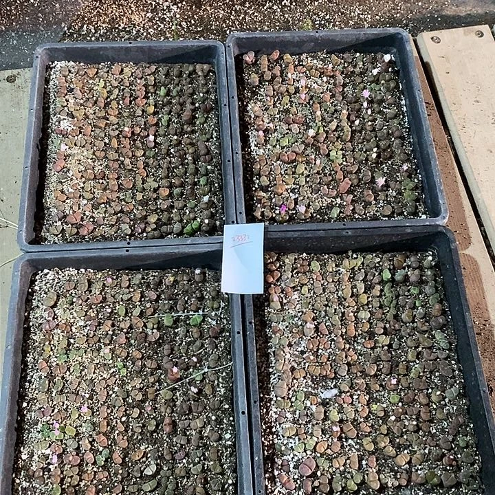 23332。  混合彩风铃一筐带筐发货
