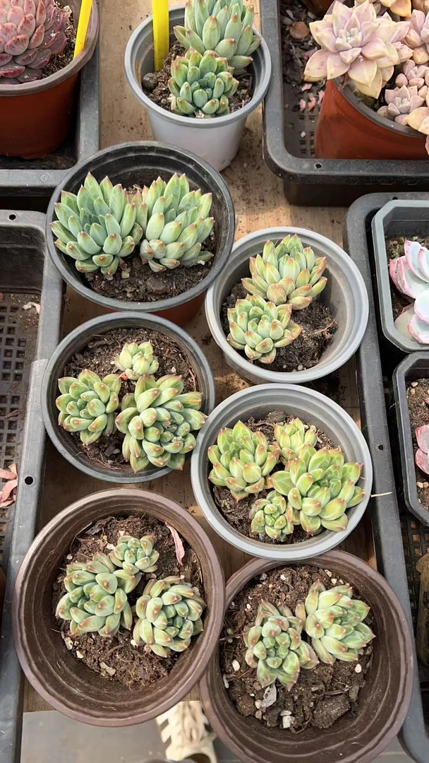 【陨石 满9.99元包邮】阳台办公室庭院老桩盆栽多肉植物