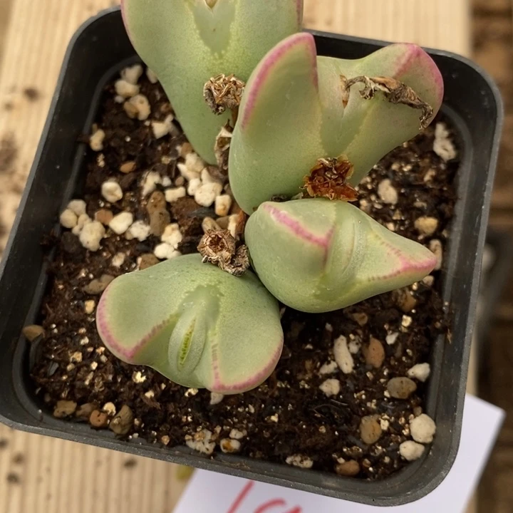 1943一颗一颗一颗