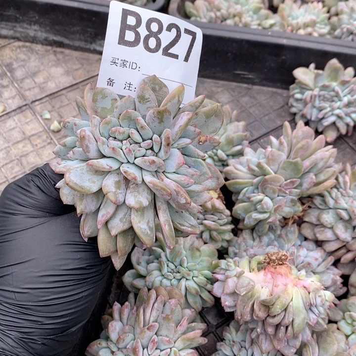 草***芙827 石榴籽缀化开播福利