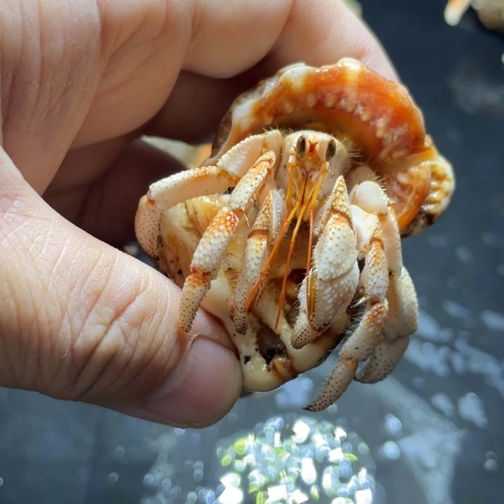 闪2号毛球2.1口径