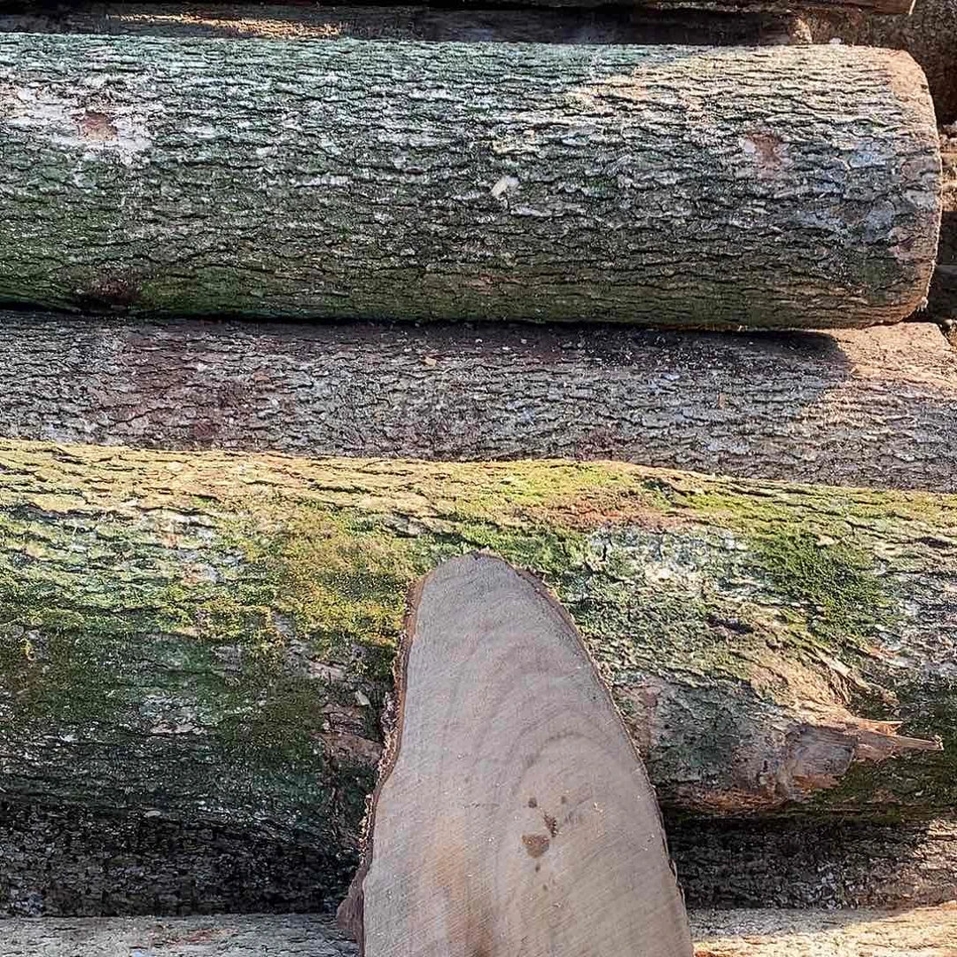 用***时小叶桢楠金丝楠木