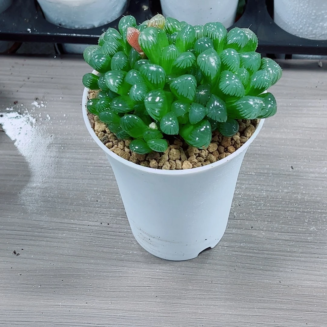 糯姬玉露一勿一拍