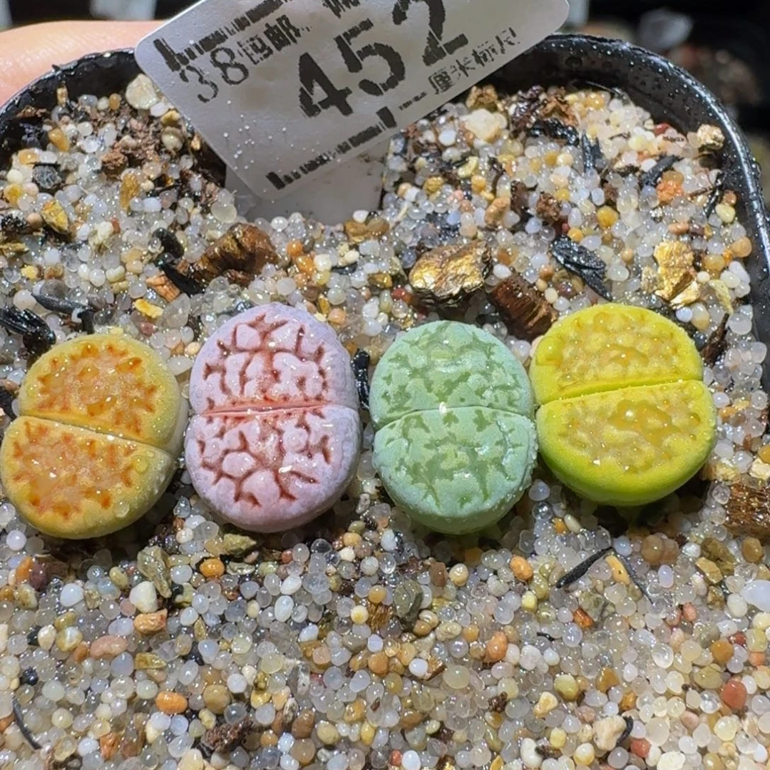 Sssss清仓便宜出452