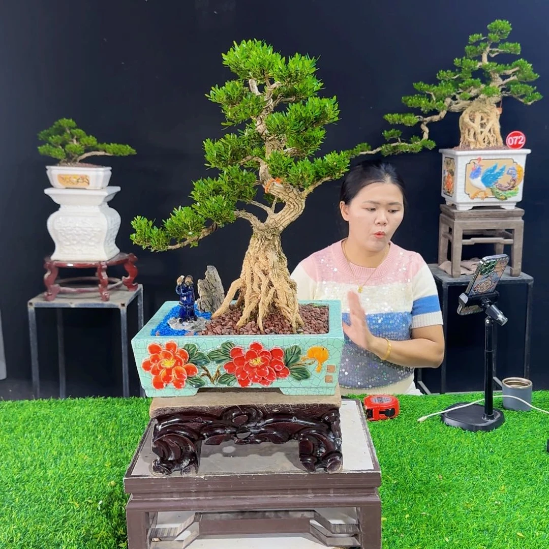 当前无花朵，栽培后可花朵