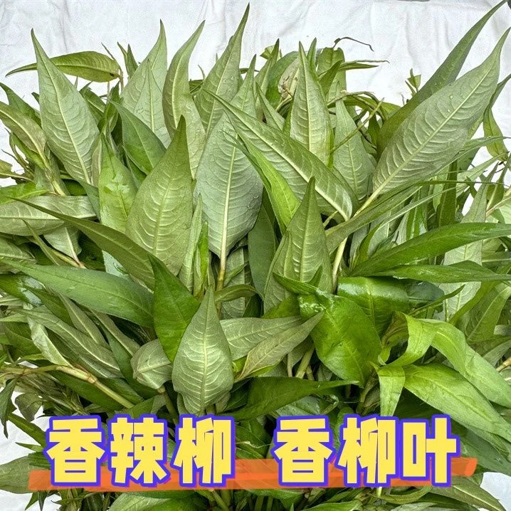 云南德宏 新鲜收割 香辣柳 香柳叶 拉沙叶 泰国餐厅 傣味包邮发货