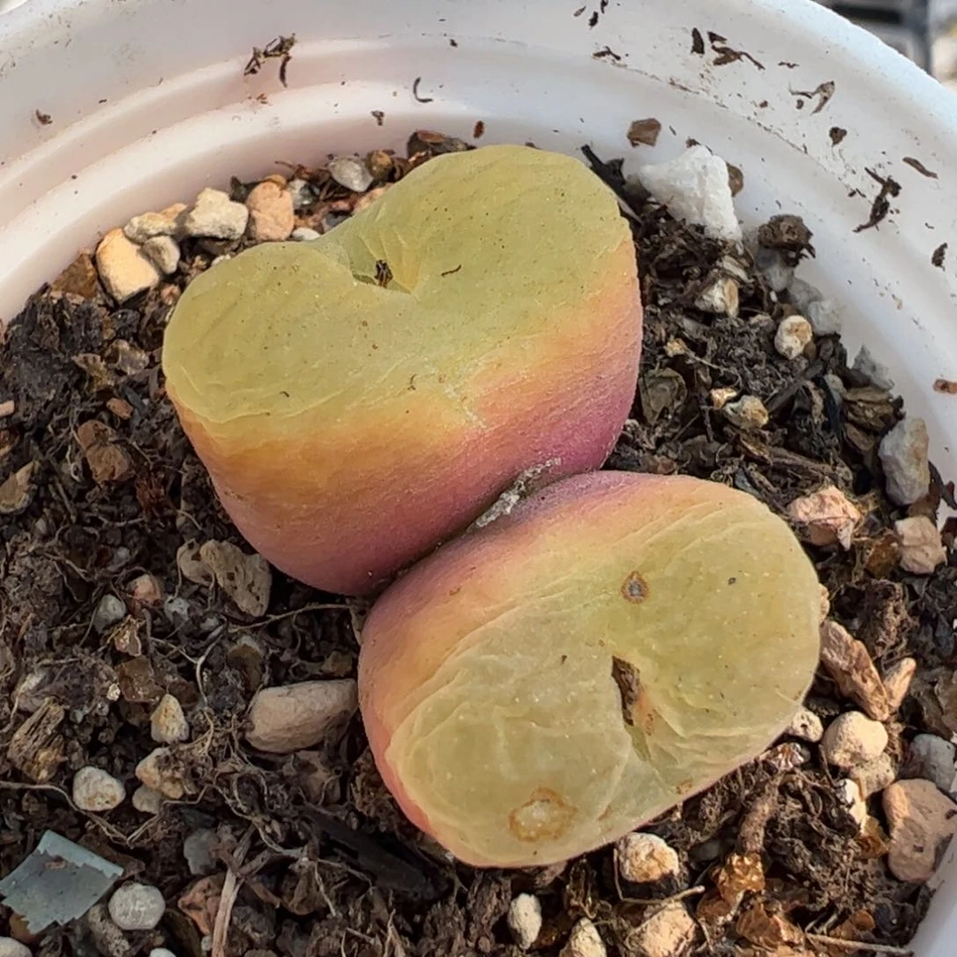 863多肉植物百科