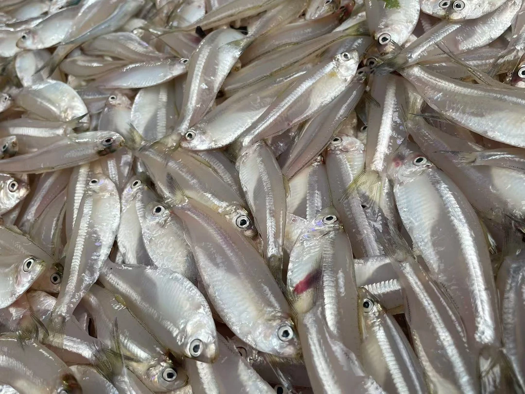 （小妹）广东湛江本港野生白帆鱼到手4斤