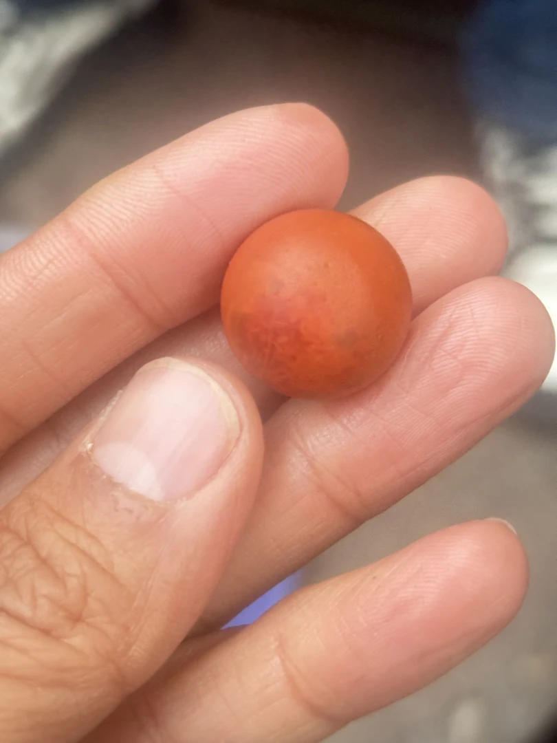 九口满肉柿子红卡10加