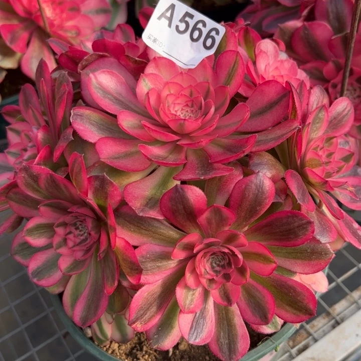 566荔枝20厘米左右