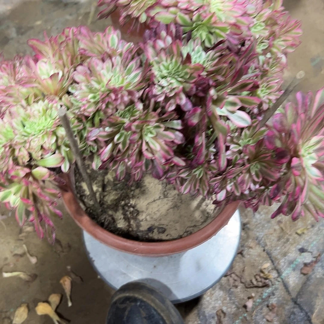 多肉植物红铜白缀花360