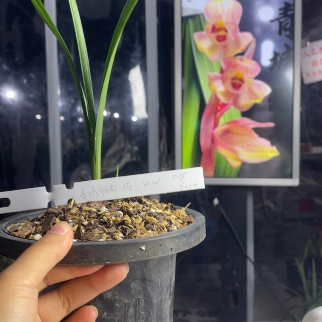 金***i完全开放青城胭雨1苗1芽寄养