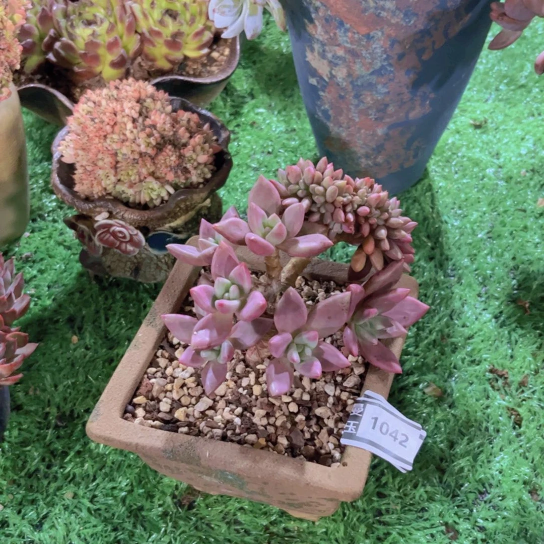 桃花源缀多肉植物1042