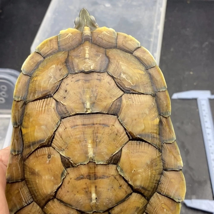 巴西彩龟母666666