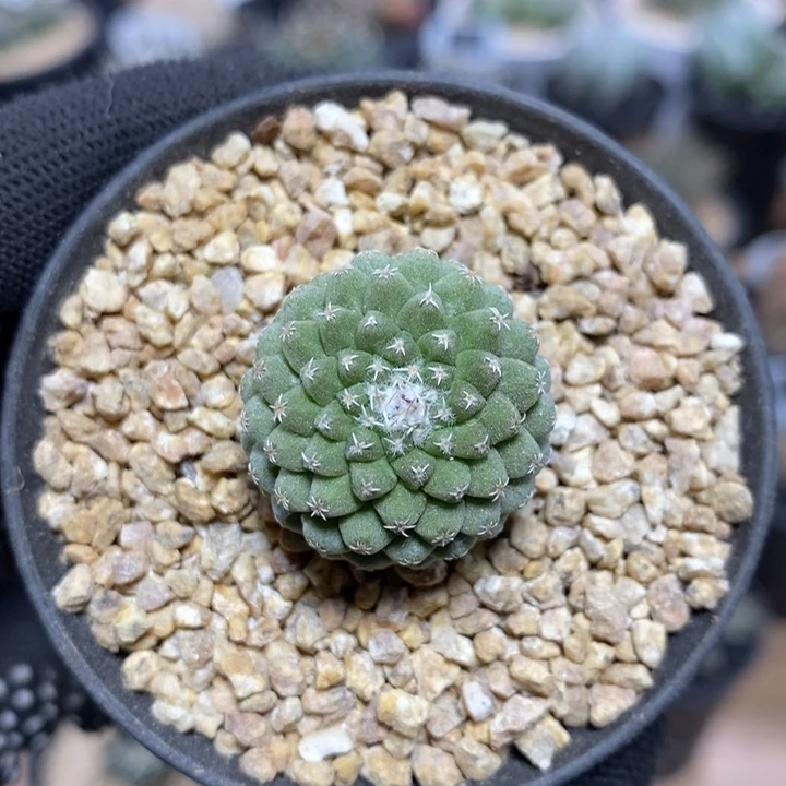 实生菊水1053号2.5cm
