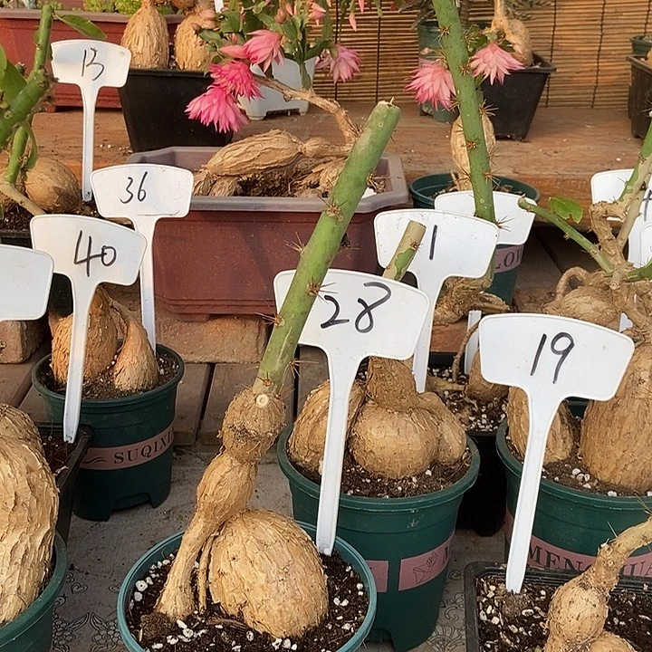 ****天完全开放月之桂福利5元