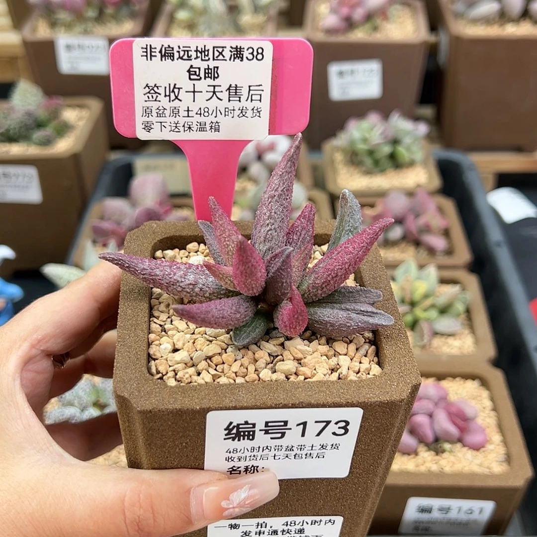 173猪尾巴多肉植物