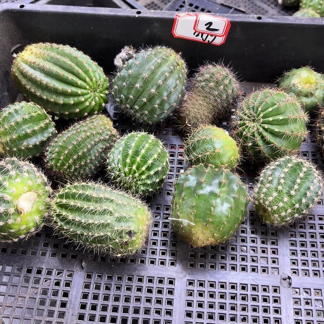2号侧牙20包邮仙人球
