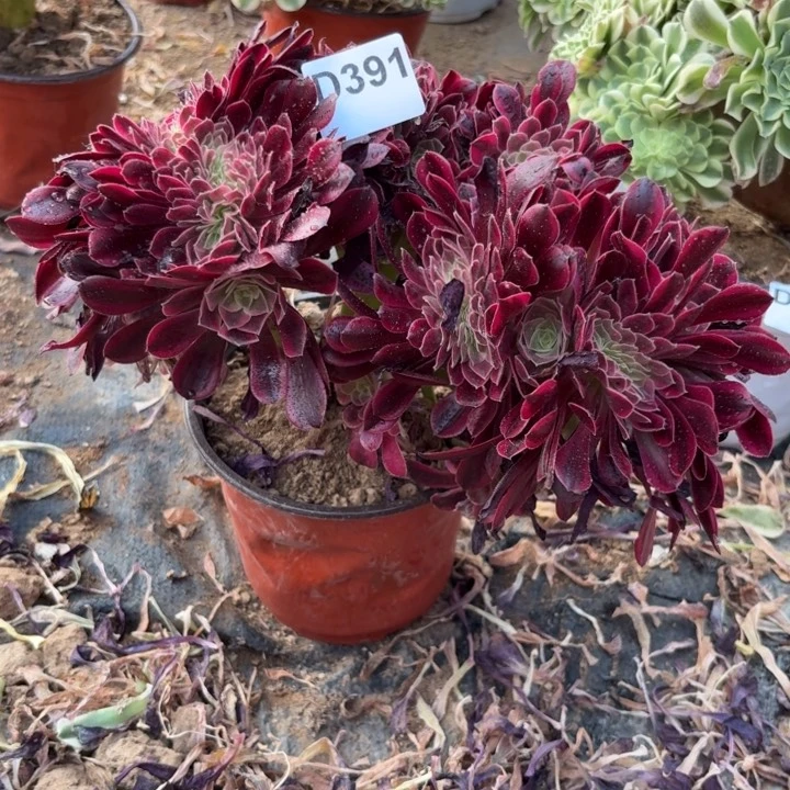 美杜莎缀多肉植物不包损391