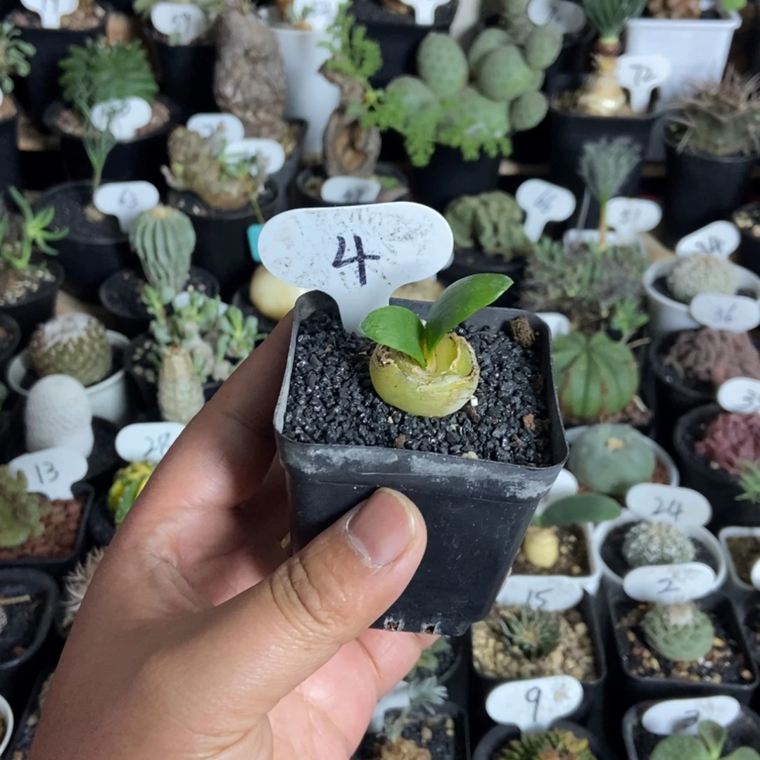 腊叶灯台百合一个