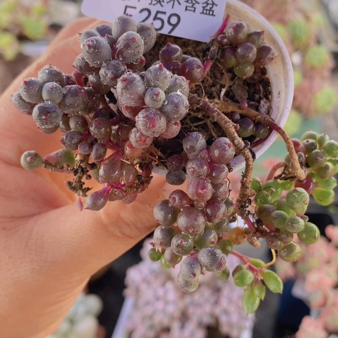 紫泡泡5cm259多肉