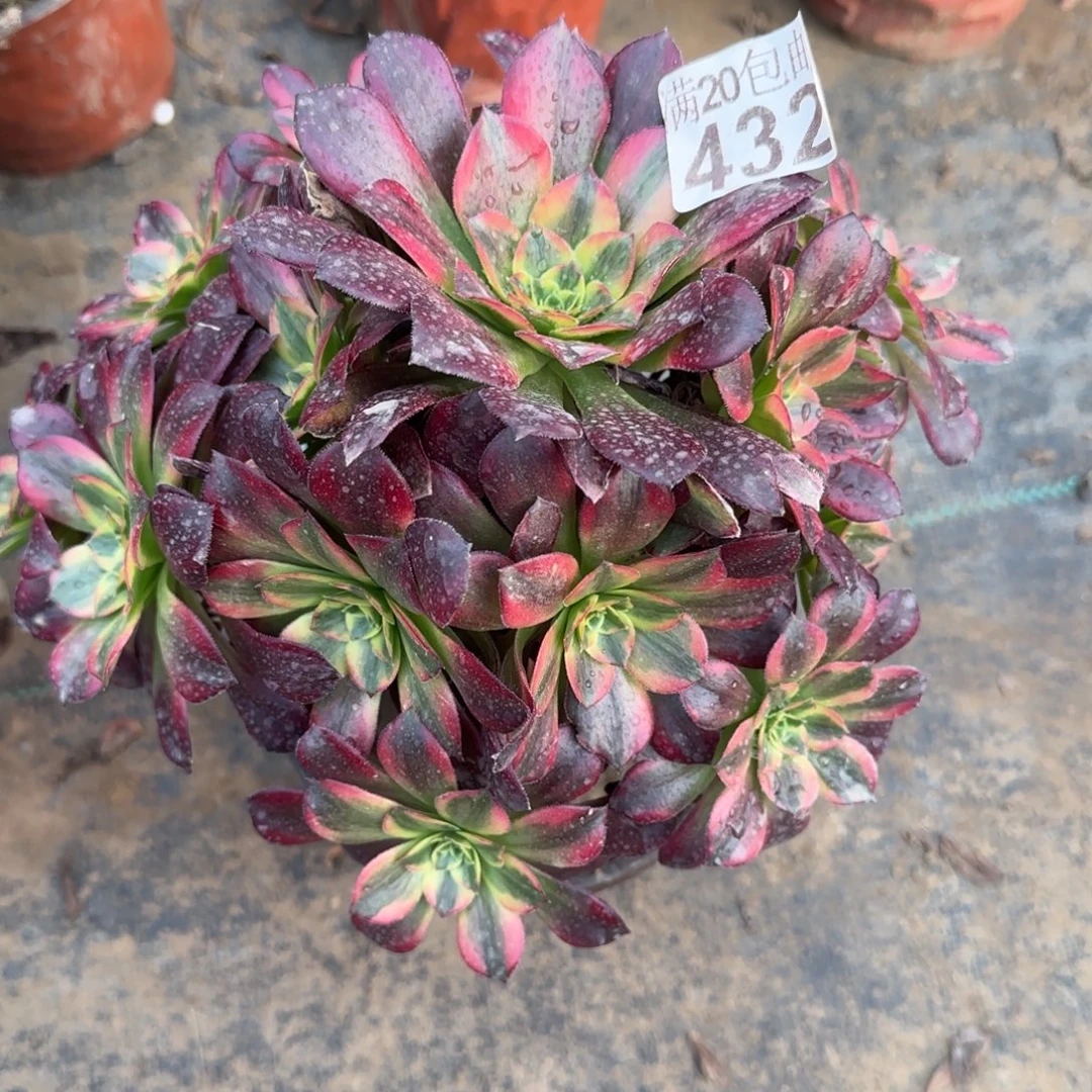 安娜432满20包邮断枝不包