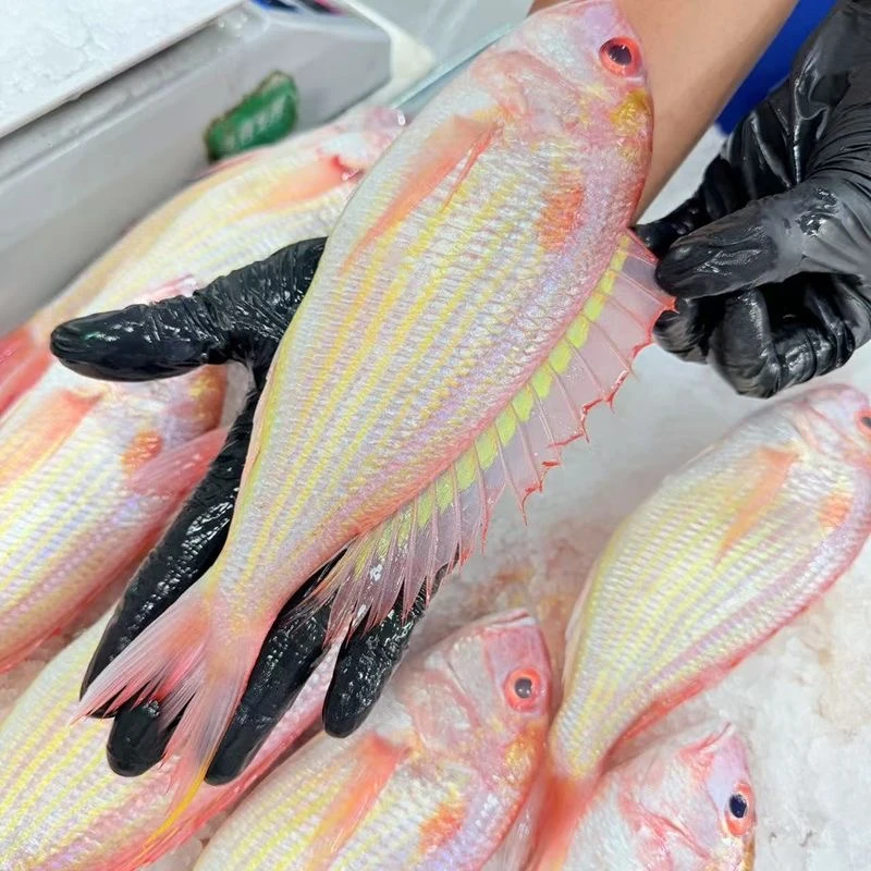 广东海鲜金丝鱼【有大号或中号或小号，到手4斤】广东名鱼红杉鱼