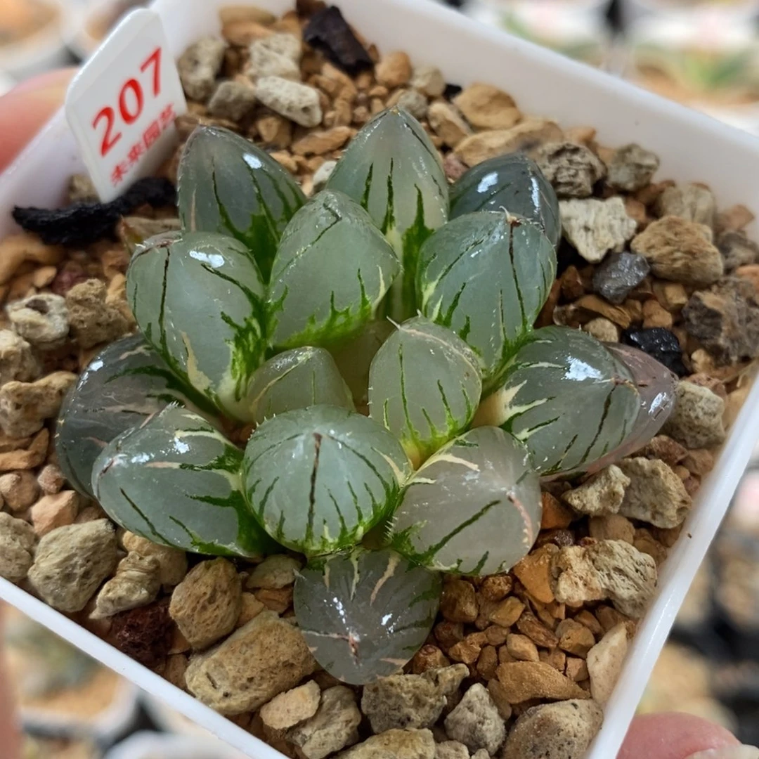 207oh3玉露锦一物一图