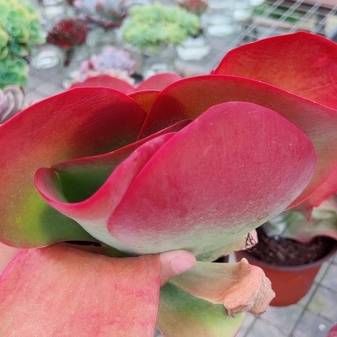 唐印大单头精品特价