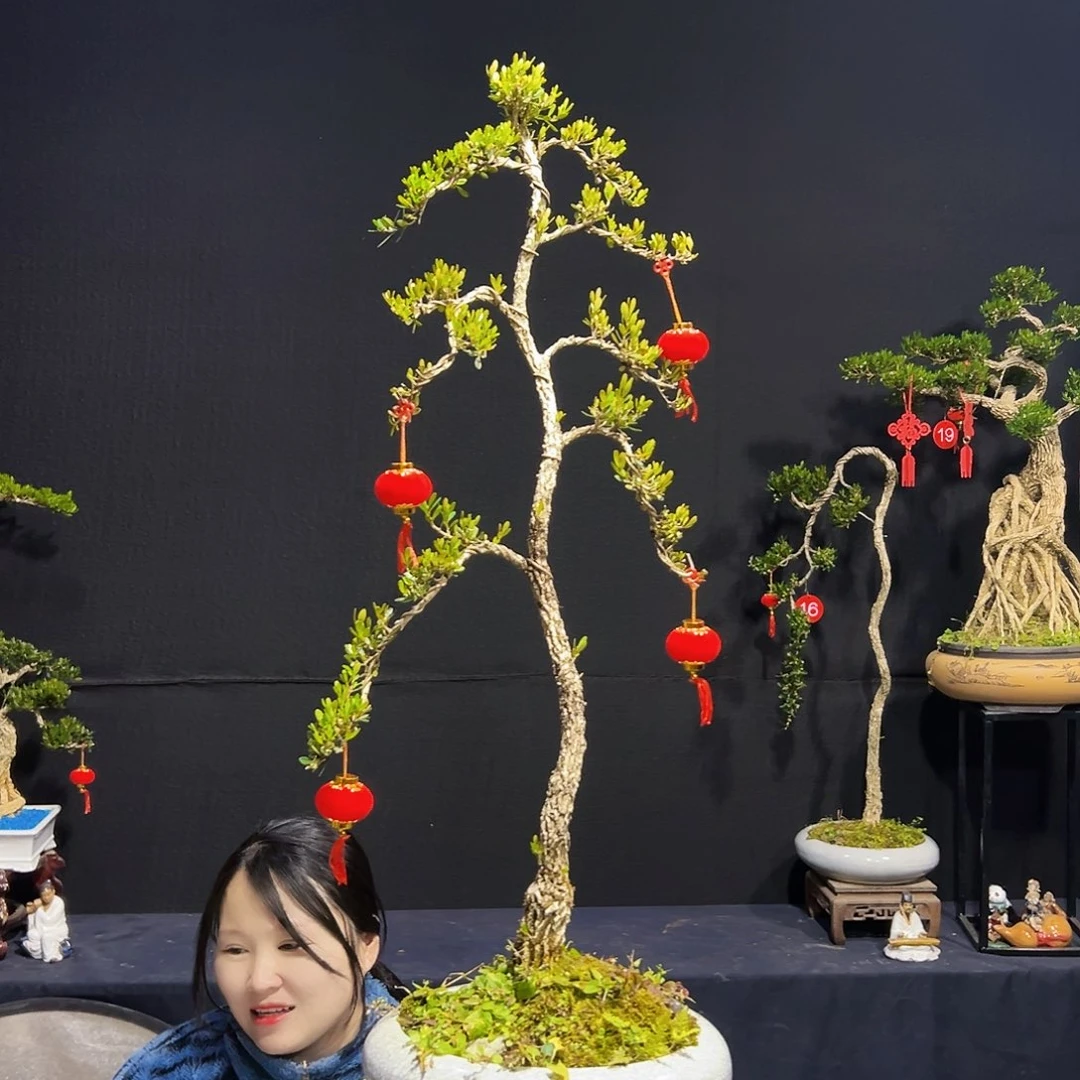 绿植广东皱皮黄杨木