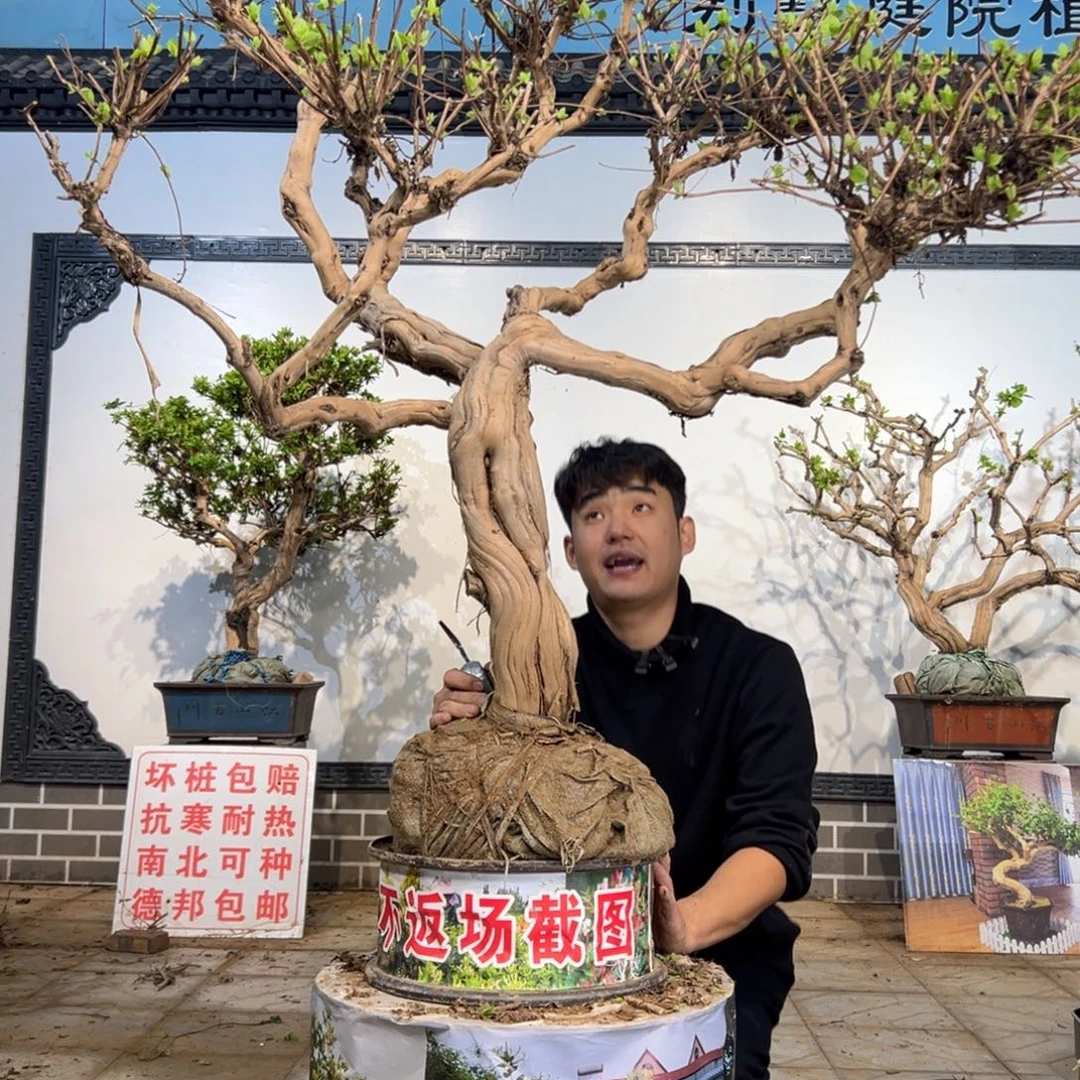 无花朵金银花开花144444745899