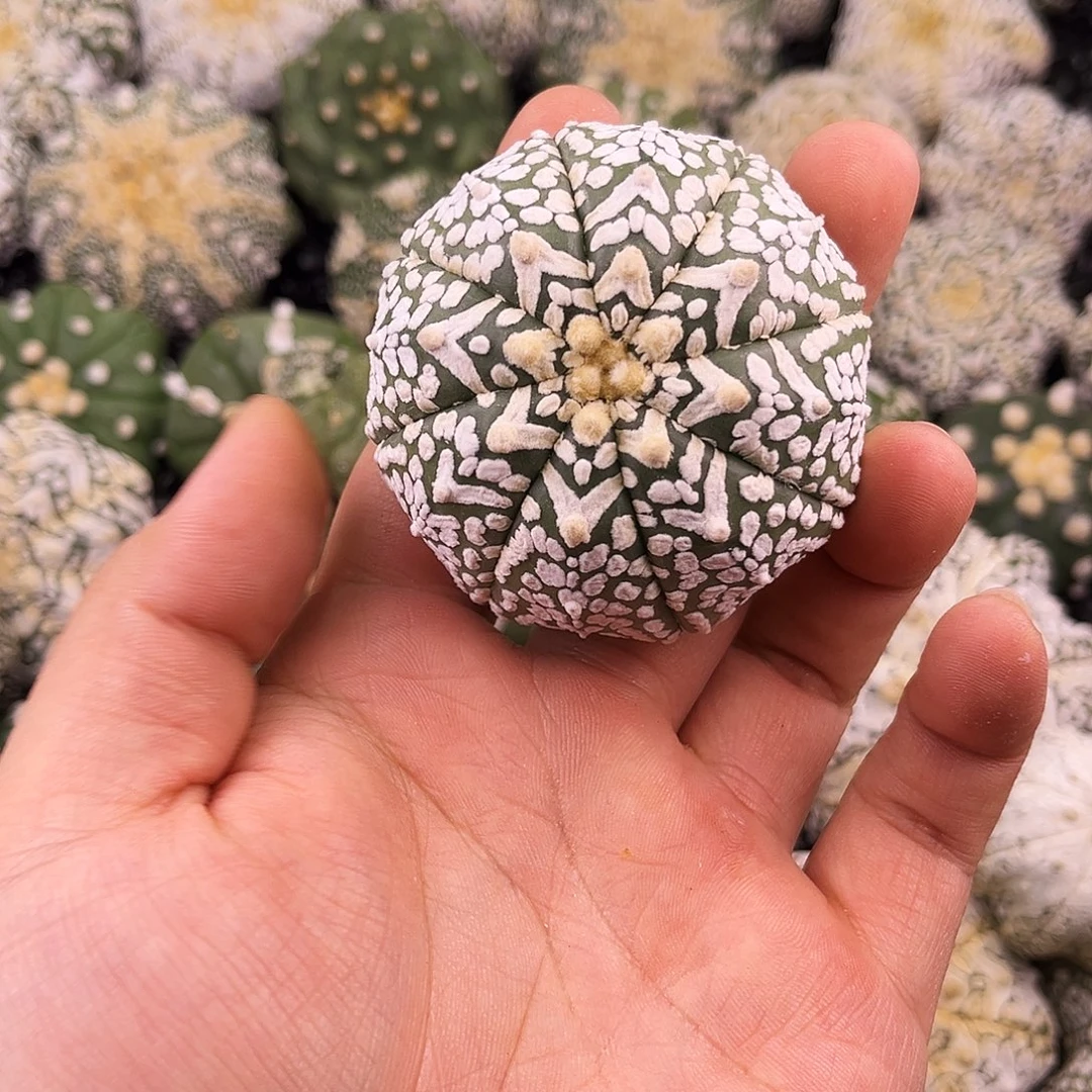 哈哈哈哈哈哈哈哈ｖ兜兜