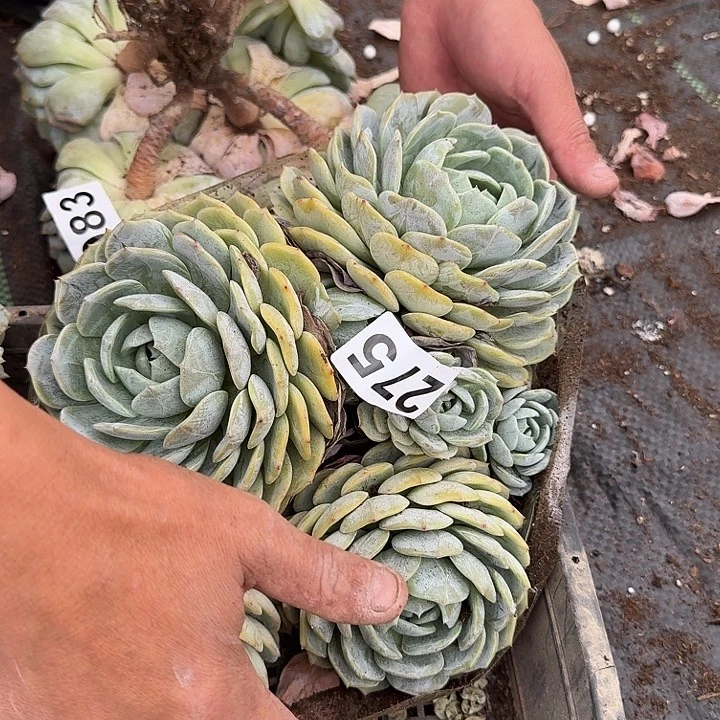 橘****275劳林123456789123