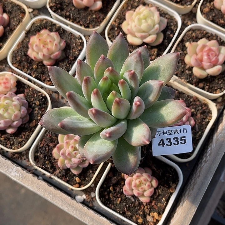 阿雅园艺。       4335