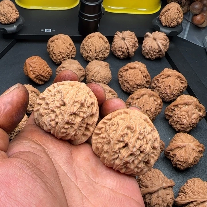 彪***子45尺全品无修白狮子