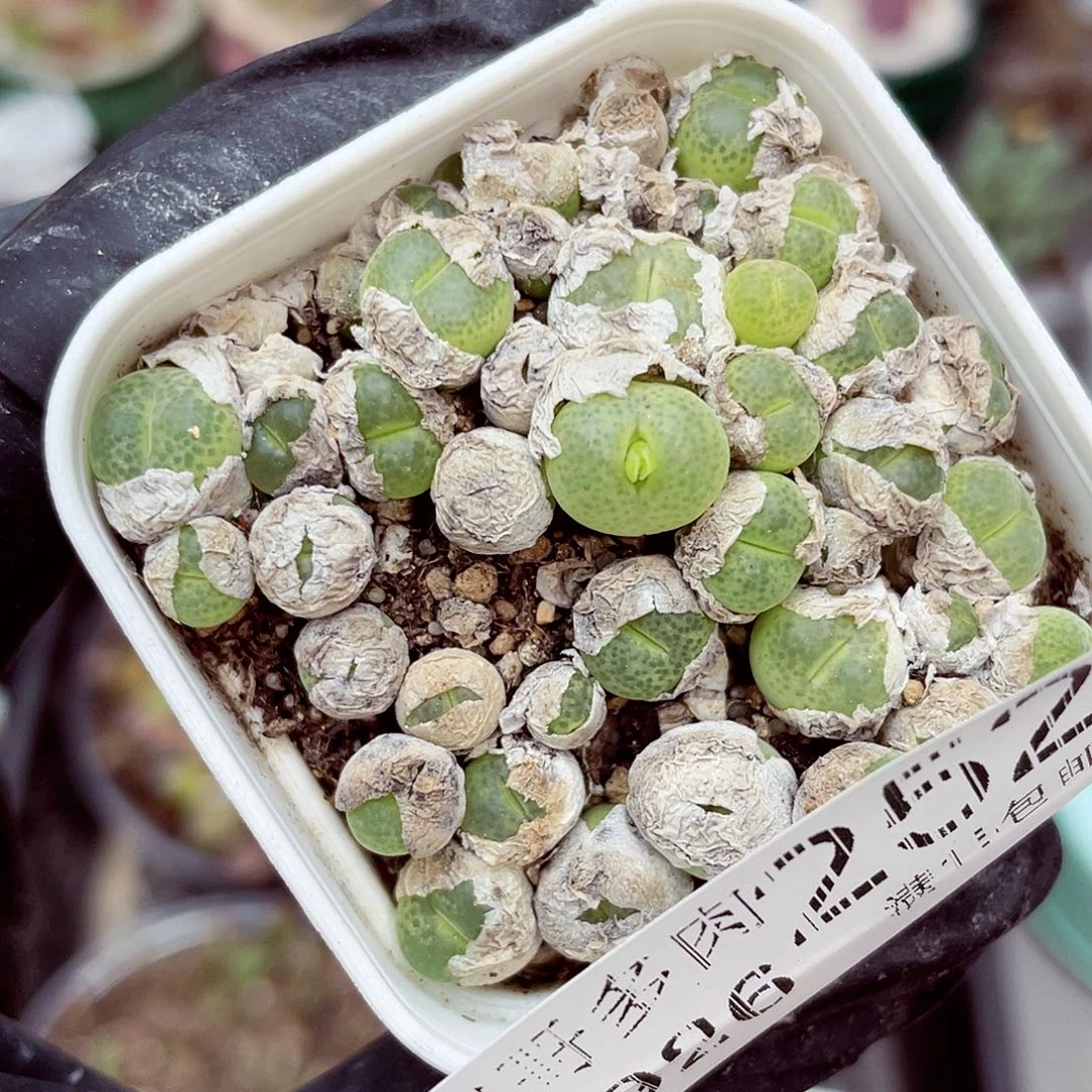 生石花满18包邮0926-252