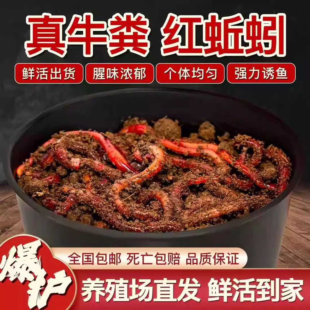 鲜活红蚯蚓活饵适用于野钓黑坑钓鲫鲤草鳊鱼盒装大号牛粪垂钓鱼饵