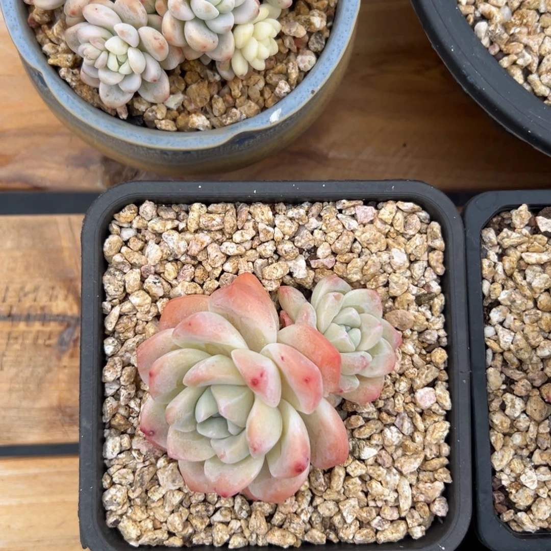 闪购2冰玉双头精控