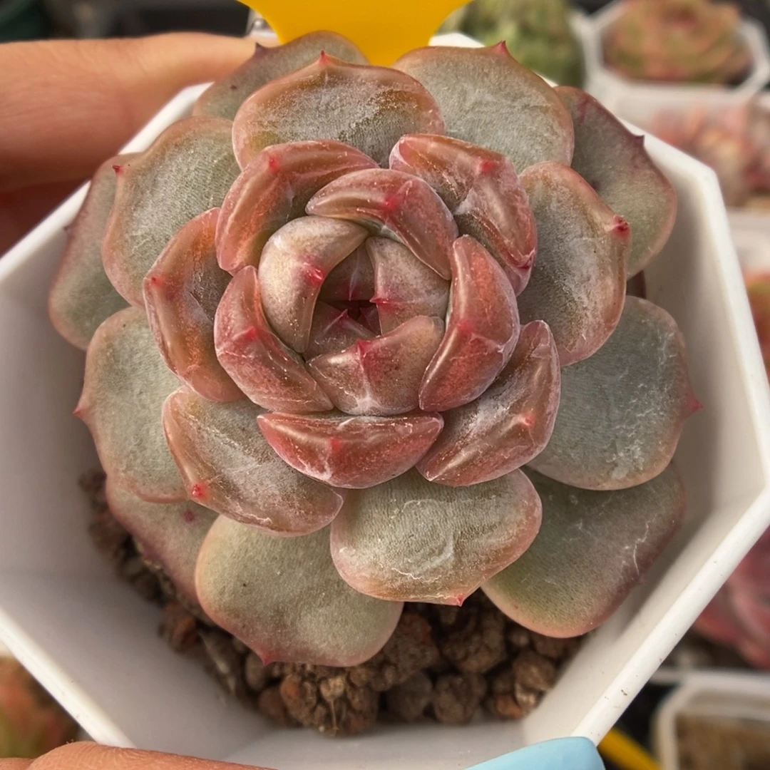 红色恋人可拍976号。