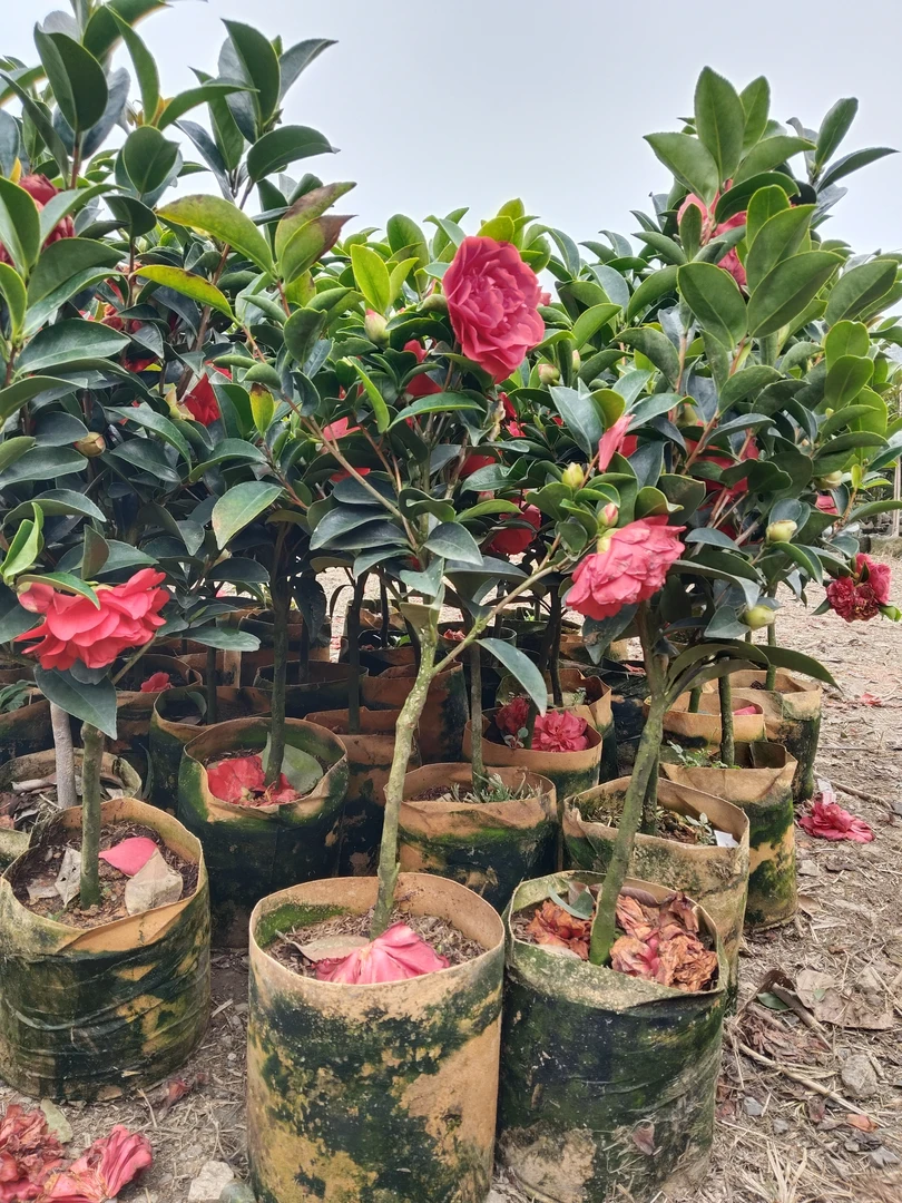 四季红山茶。盆景盆栽绿植。广西。80专场！