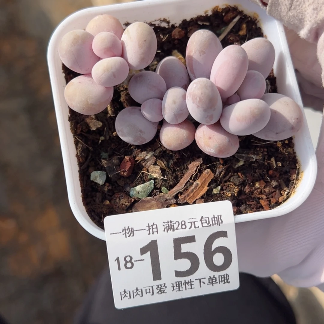 ?****萌奶酪多肉多肉多肉多肉