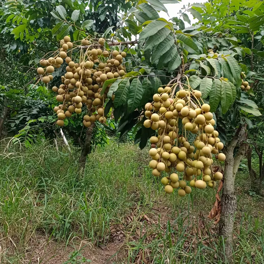 现摘新鲜龙眼当季水果宜宾市书楼镇储良桂圆清甜多汁