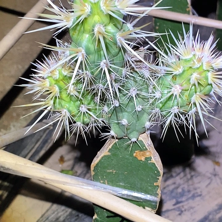 飞虎虾/侧芽歪20包邮/