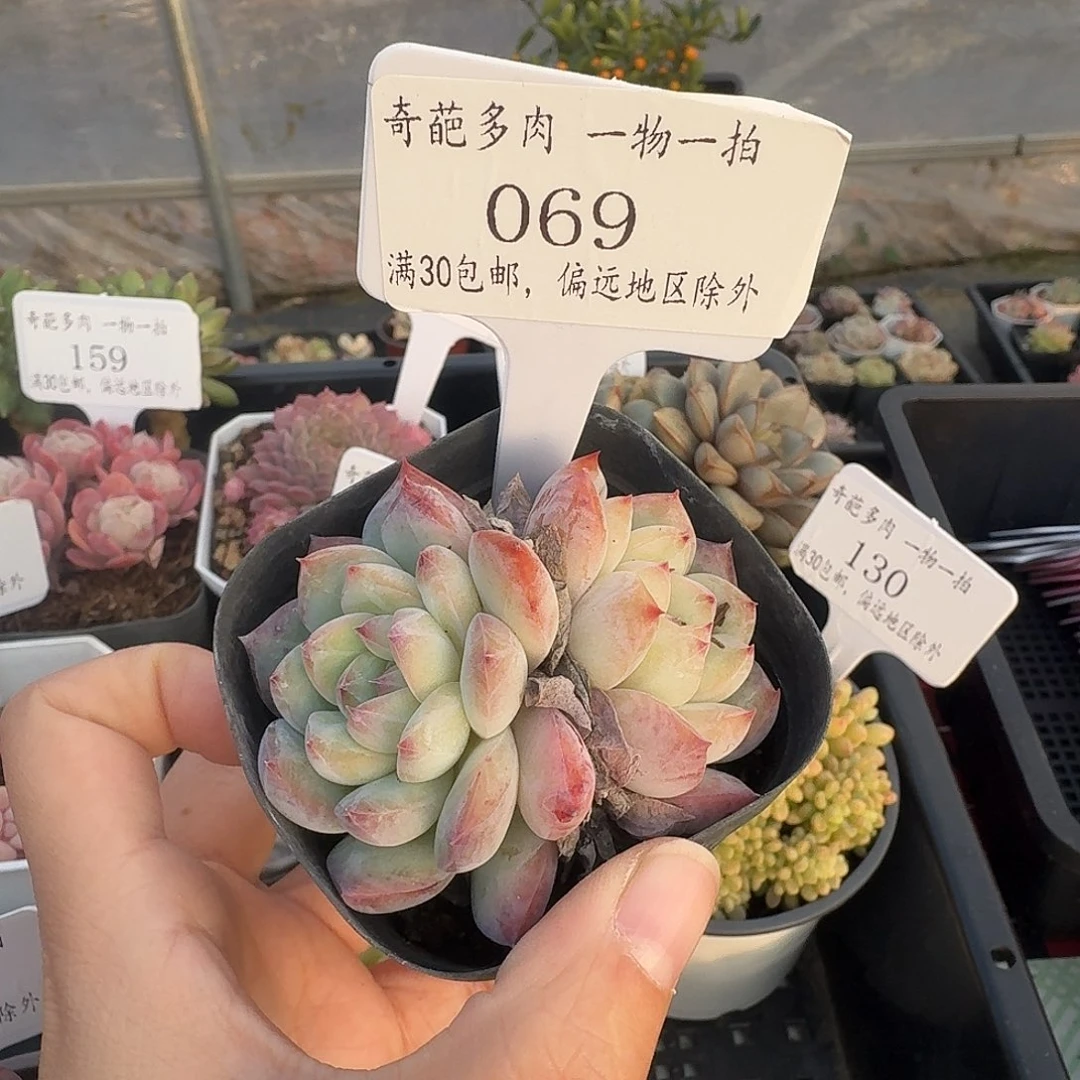 069 多肉脱土 群生不包整 30元包邮除偏远