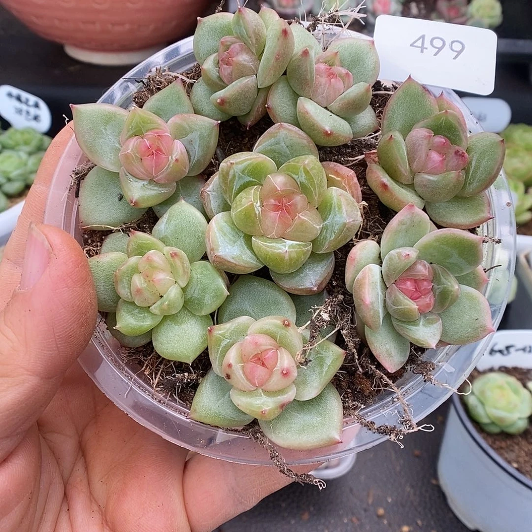 一物一拍一物一拍926-499