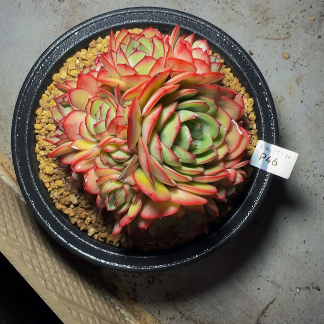 p p p p p p p p p 46