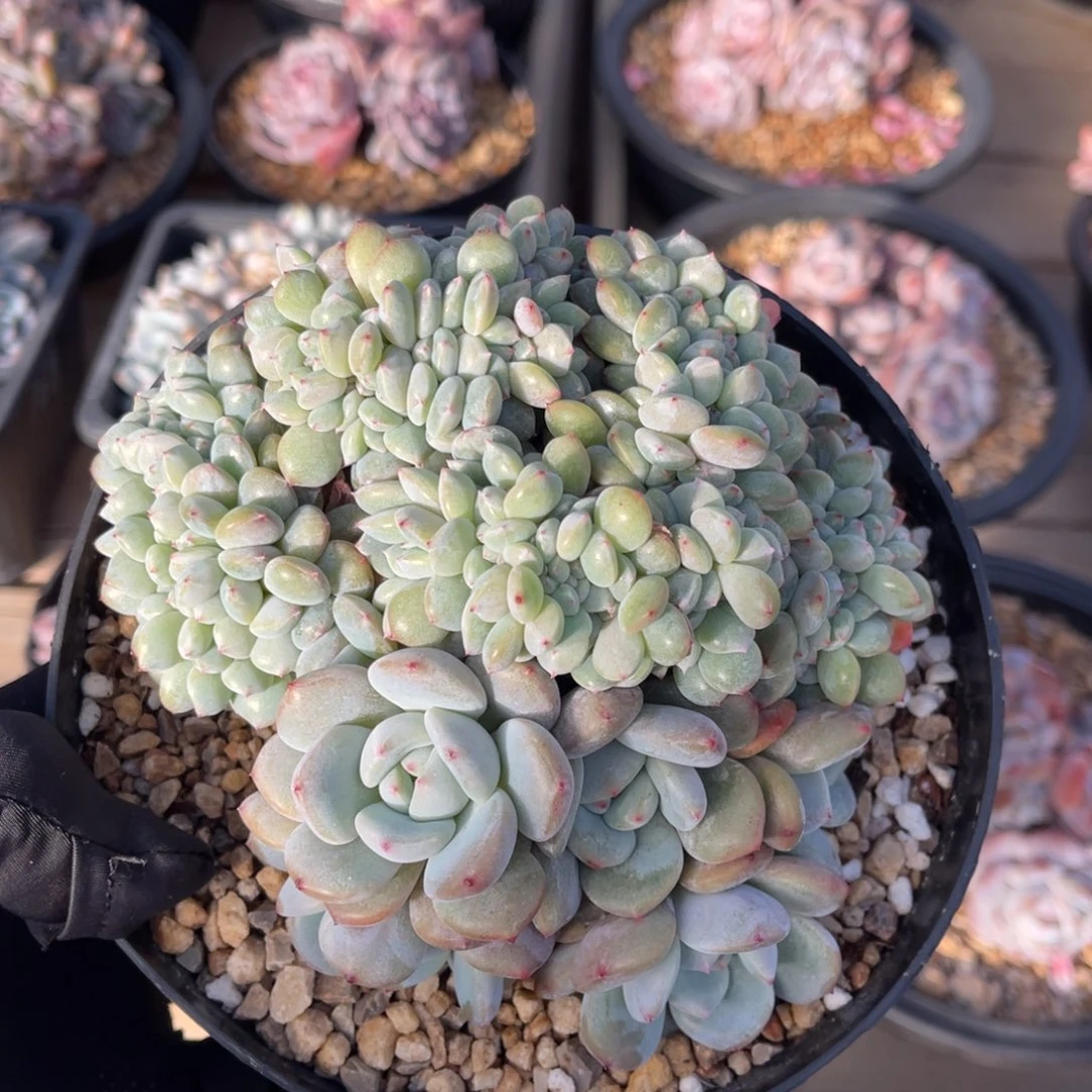 小脸星影一物一拍