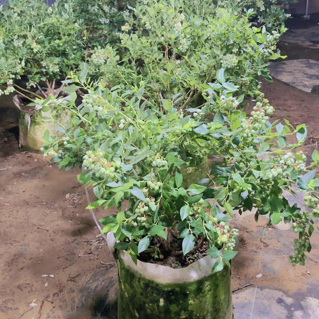 【闪购商品】完全开放
