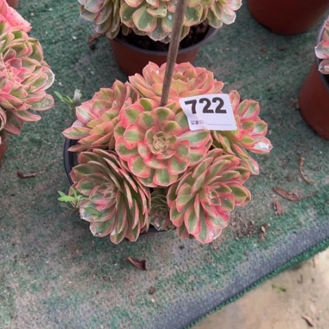 玲***子722倾城朵朵多肉，