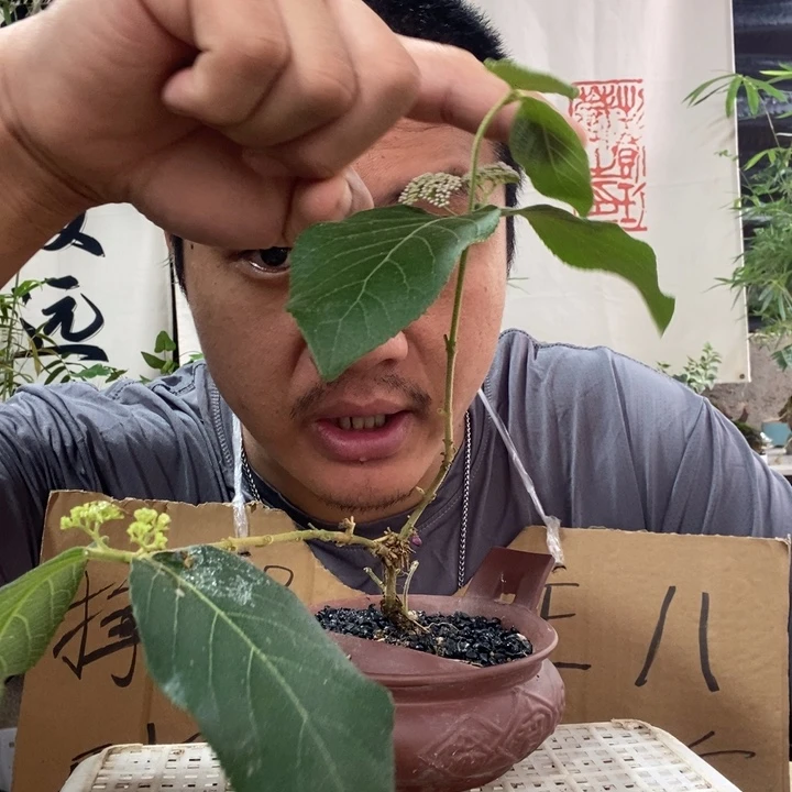 无花朵退款拉黑拉黑17